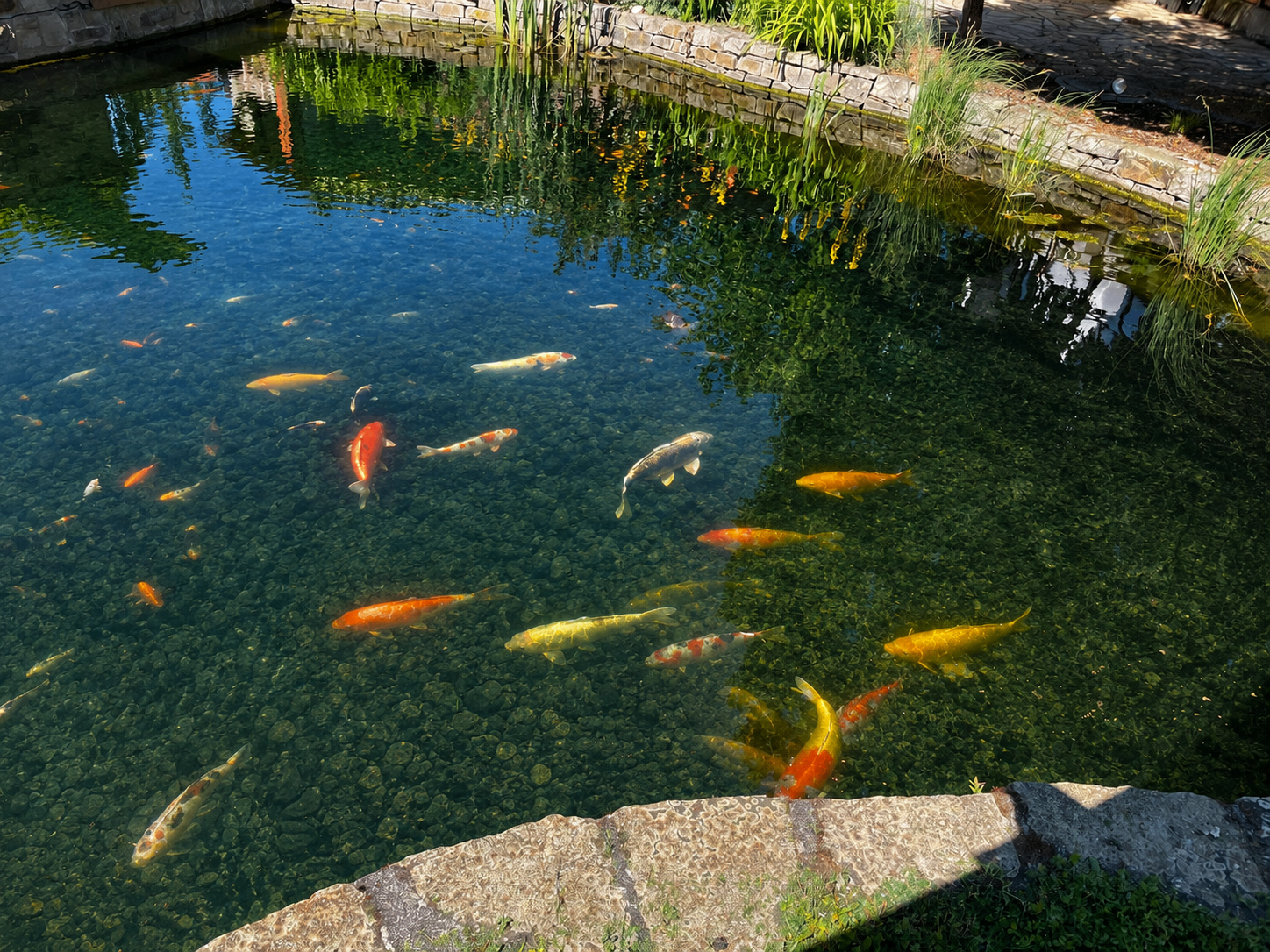 Koi-Teich mit bunten Koi-Fischen