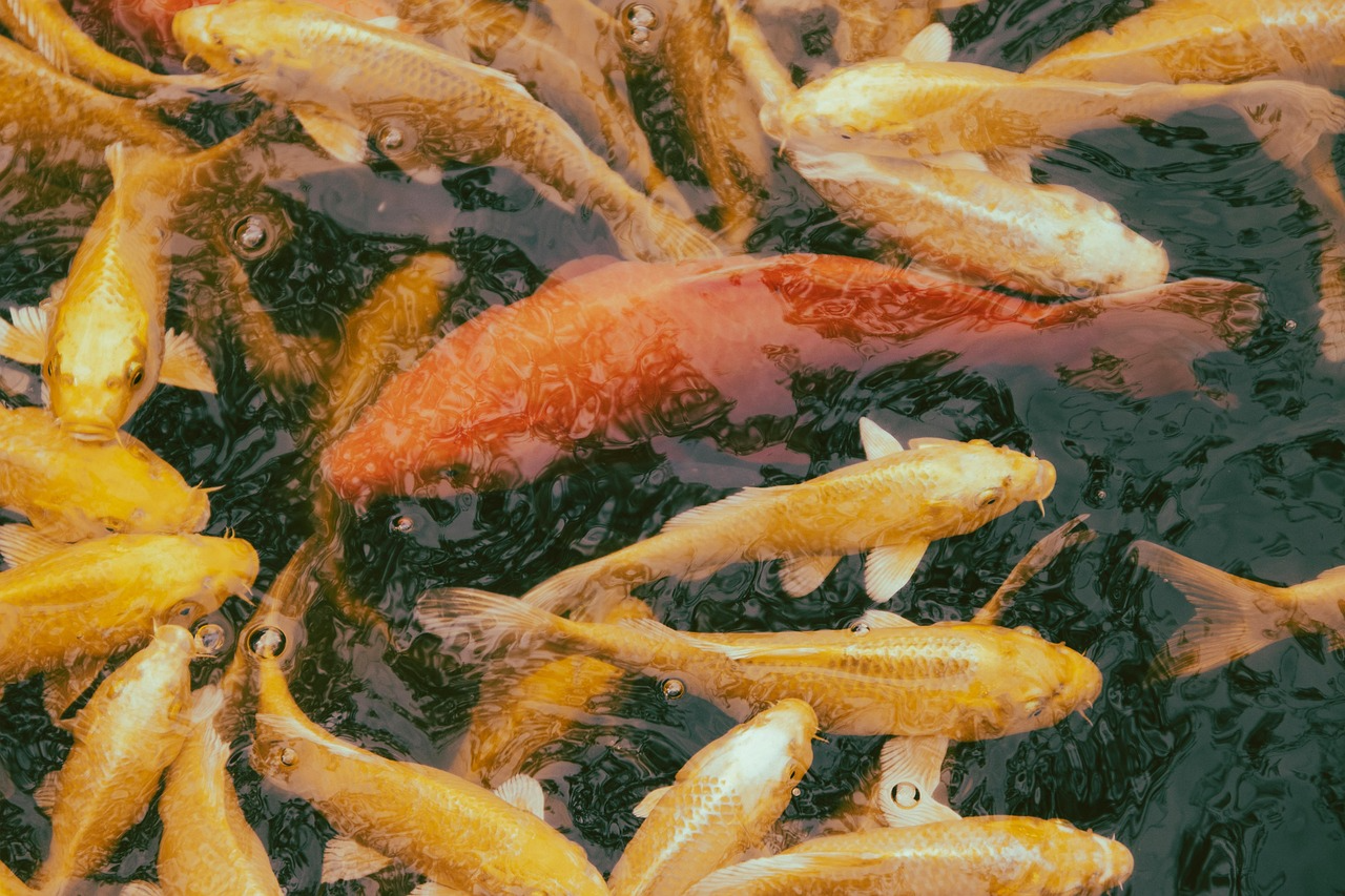 Koi-Schwarm im Teich