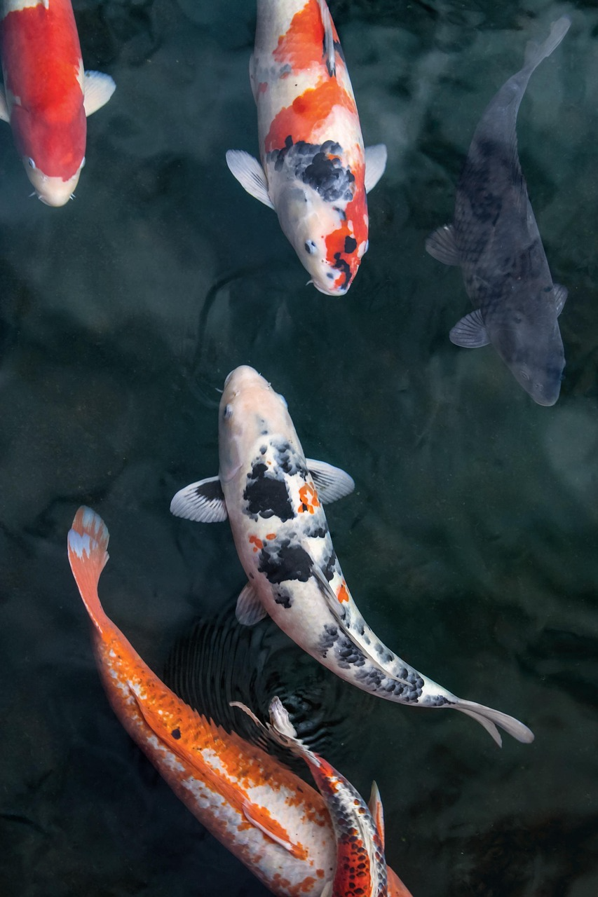 Koi-Fische von oben im klaren Teichwasser