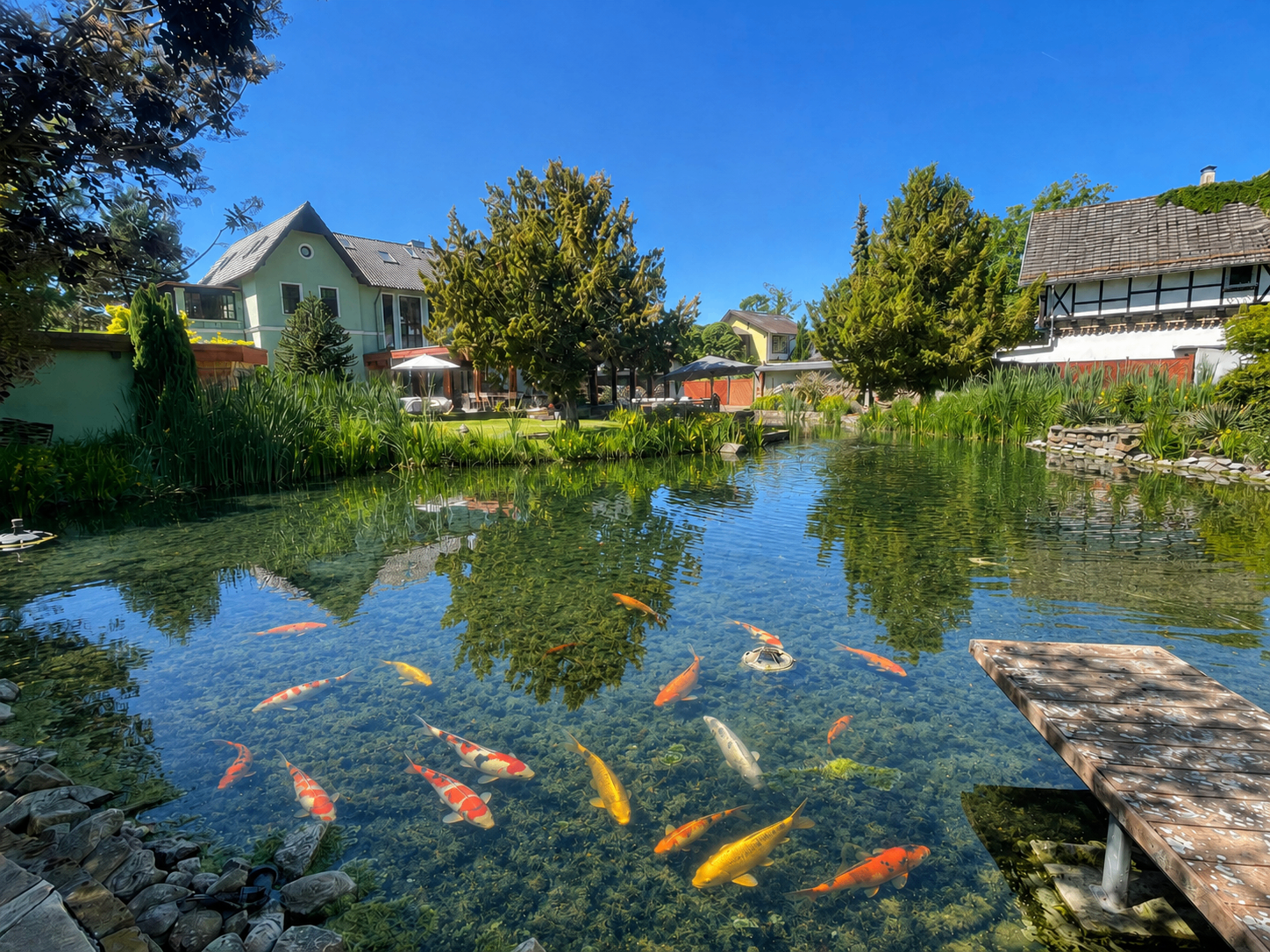 Schwimmteich mit Koi und Holzsteg